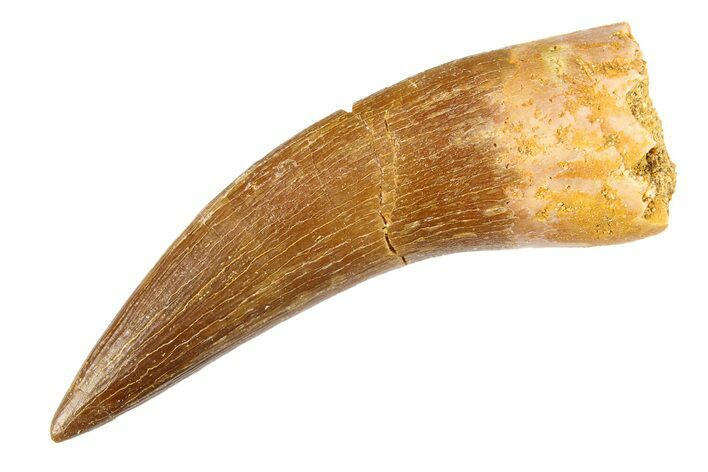 Fossil Plesiosaur (Zarafasaura) Tooth - Morocco #297882